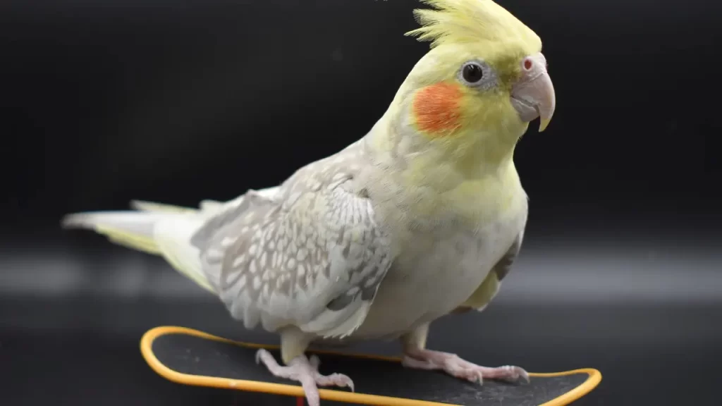 acessórios pet
