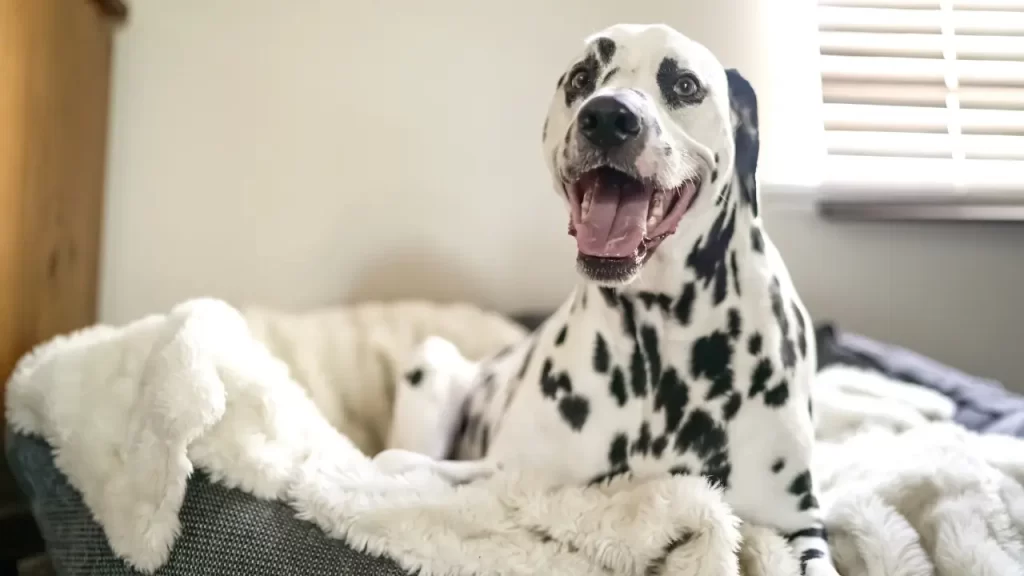 Acessórios pet