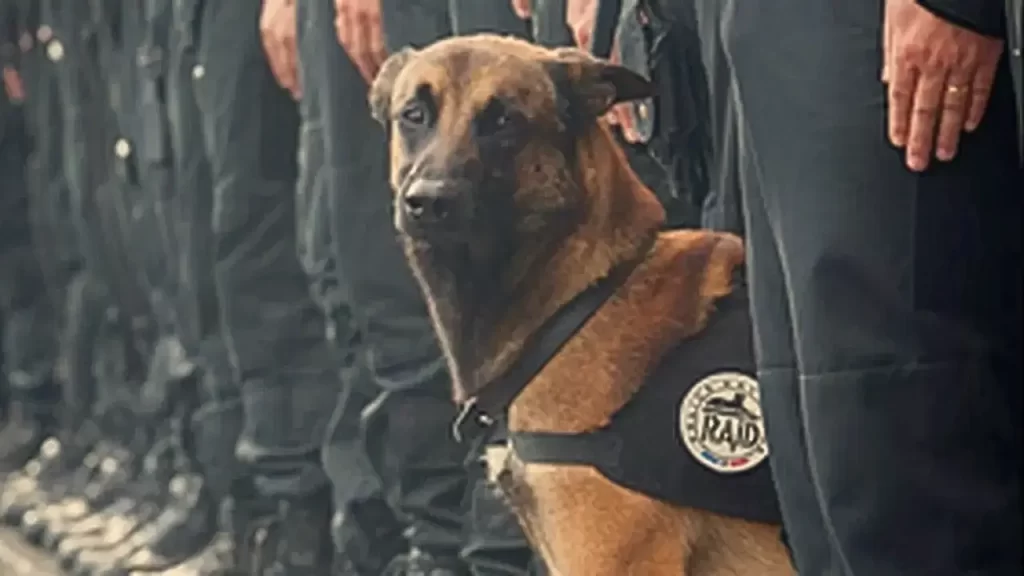 vidas por patas