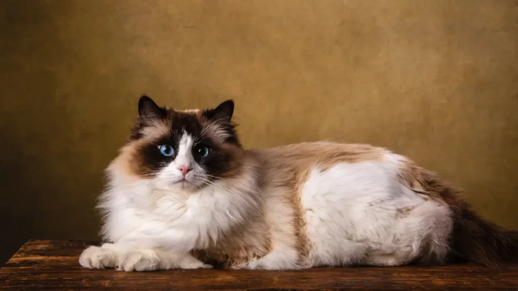 raças de gato